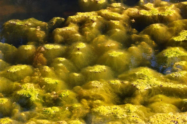 연못의 표면에 Cladopdogreen Algae — 스톡 사진