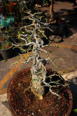 Bangkok, Tayland 'daki Chatuchak sokak pazarında metal kablolu minyatür ağaçlar sergileniyor