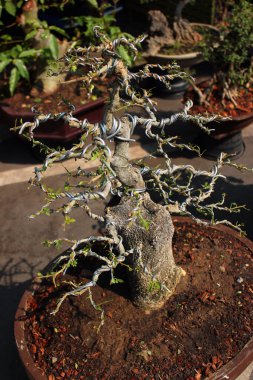 Bangkok, Tayland 'daki Chatuchak sokak pazarında metal kablolu minyatür ağaçlar sergileniyor