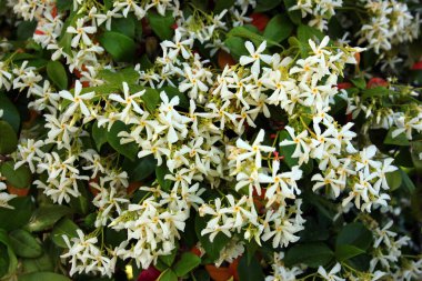 Yıldız yasemin çiçekleri, veya Trachelospermum jasminoidler bir bahçede