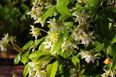 Yıldız yasemin çiçekleri, veya Trachelospermum jasminoidler bir bahçede