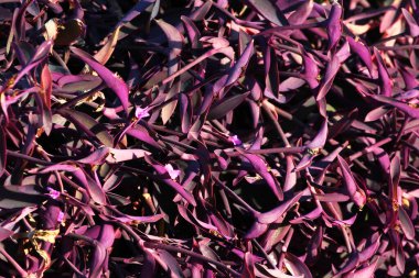 Mor kalp, ya da Tradescantia pallida, bir bahçe örümcek otu türü.
