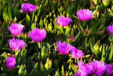 Ekşi incir ya da buz bitkisi, Carpobrotus edulis 'in mor çiçekleri 