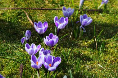 Bahar çiçeği mi, yoksa bahçedeki Crocus vernus mu?