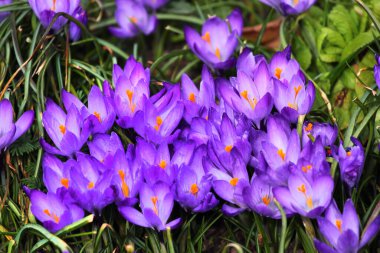 Bahar çiçeği mi, yoksa bahçedeki Crocus vernus mu?