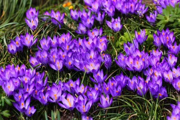 Fleurs Crocus Printanières Crocus Vernus Dans Jardin — Photo