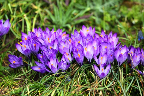 Bahar Çiçeği Yoksa Bahçedeki Crocus Vernus — Stok fotoğraf