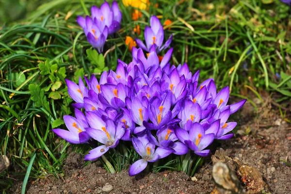 Bahar Çiçeği Yoksa Bahçedeki Crocus Vernus — Stok fotoğraf