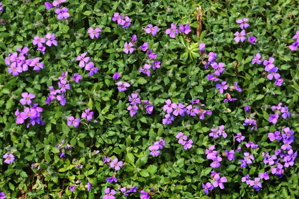 Фиолетовый Рок Крест Aubrieta Deltoidea Цветы Саду — стоковое фото