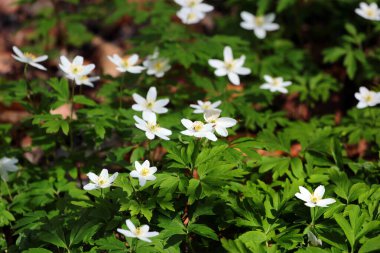 Ormandaki ahşap şakayık çiçekleri ya da Anemone quinquefolia.