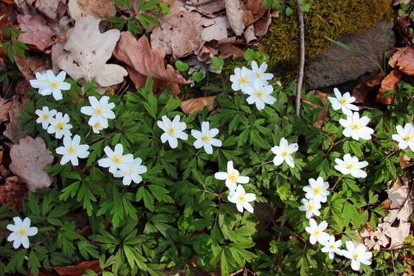 Ormandaki ahşap şakayık çiçekleri ya da Anemone quinquefolia.