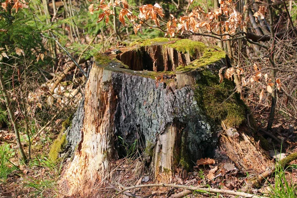 Zniszczony Pień Drzewa Ścięte Drewno Dotykowe Używane Produkcji Drewna — Zdjęcie stockowe