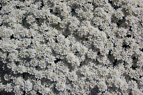 Immergrüne Zuckerwatte Oder Iberis Sempervirens Blüht Garten — Stockfoto