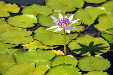 Çiçekli bir nilüfer çiçeği, Nymphaea nouchali var. Bahçedeki zanzibariensis
