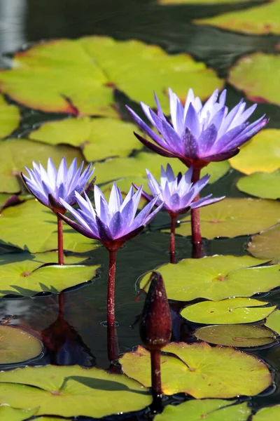Пятнистая Цветущая Водяная Лилия Nymphaea Micrantha Саду — стоковое фото