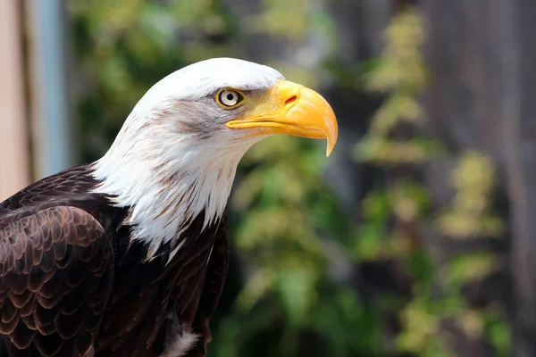 Bald Eagle Haliaeetus Leucocephalus American Eagle Bird Prey Found North — Stock Photo, Image