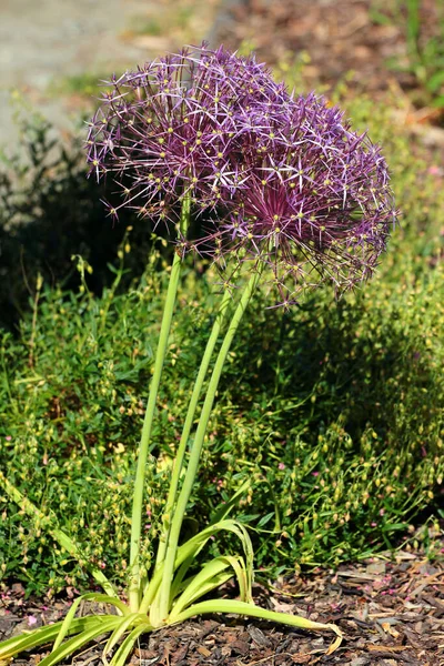Flor Cebolla Gigante Allium Giganteum Jardín — Foto de Stock