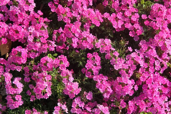 Bloemist Verbena Glandularia Bloemen Een Tuin — Stockfoto