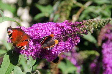 Kelebek çalılığındaki tavus kuşu kelebeği (Buddleja)