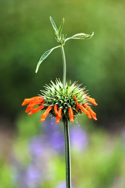 Lion\'s Ear, or Leonotis nepetifolia flower in a garden