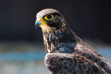 Harris 'in şahini ya da Parabuteo unicinctus, orta büyüklükte bir yırtıcı kuş.