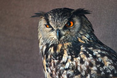 Avrasya ya da Batı Sibirya kartal baykuşu (Bubo bubo sibiricus)