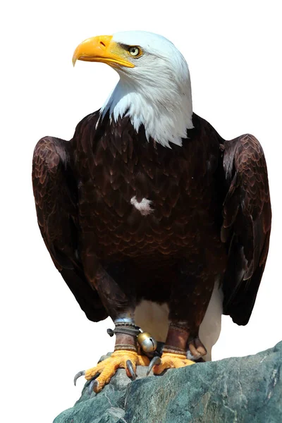 秃头鹰 Haliaeetus Leucohead 或美洲鹰 American Eagle 一种在北美发现的猛禽 在白色背景下被隔离 — 图库照片