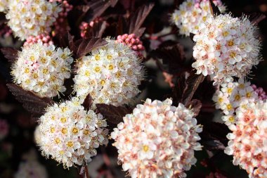 Beyaz çiçek kümeleri ortak dokuz kabuk, ya da Physocarpus opulifolius, bir bahçede