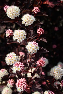 Beyaz çiçek kümeleri ortak dokuz kabuk, ya da Physocarpus opulifolius, bir bahçede