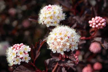 Beyaz çiçek kümeleri ortak dokuz kabuk, ya da Physocarpus opulifolius, bir bahçede