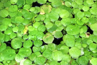 Hint sünger bitkisi, ya da Limnobium laevigatum, Hydrocharitaceae familyasının yüzen su bitkisi.