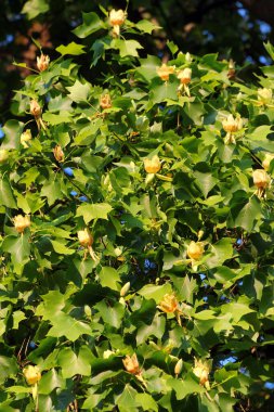 Amerikan lale ağacı, ya da Liriodendron lalesi, 1810 yılında Almanya 'nın Greiz kentinde dikildi.