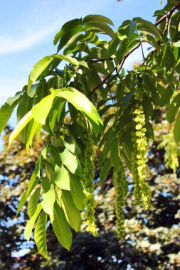 Kafkas cevizi ya da Pterocarya fraxinifolia, Juglandaceae familyasından bir ağaç türü.