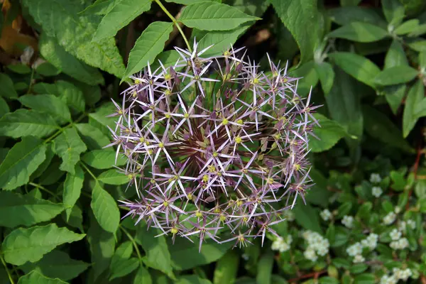 Dev soğan çiçeği ya da bahçedeki Allium Giganteum.