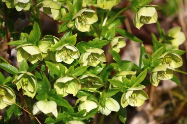 Paskalya gülü ya da şelaledeki Helleborus Orientalis çiçekleri.