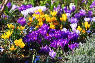 Bahar çiçeği mi, yoksa şelaledeki Crocus vernus mu?