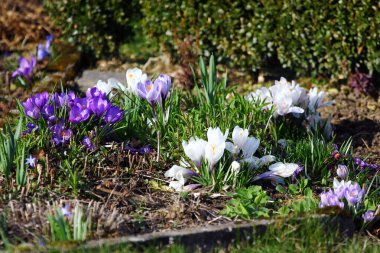 Bahar çiçeği mi, yoksa şelaledeki Crocus vernus mu?