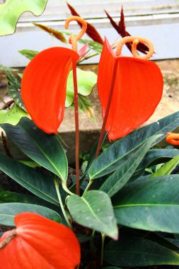 Anthurium scherzerianum, flamingo çiçeği veya at kuyruğu bitkisi, yağmur ormanlarındaki ağaçlarda yetişen tropikal bir epifit.