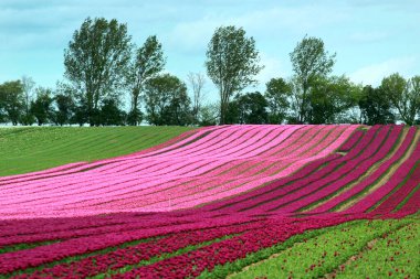 Tulip fields near Magdeburg in Saxony-Anhalt, German clipart