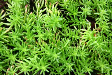 Sedum reptans, Crassulaceae familyasından bir bitki, üyeleri genellikle Stonecrop olarak bilinir.