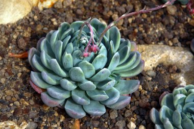 Echeveria elegans, ya da gardda Meksika kartopu