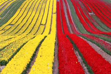 Tulip fields near Magdeburg in Saxony-Anhalt, Germany clipart