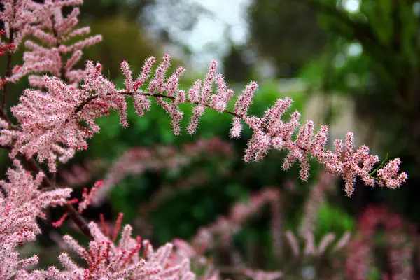 Tamarix gallica, ya da Fransız tamarisk çiçekleri.