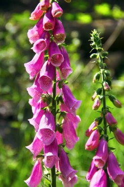 Digitalis purpurea ya da yüksükotu çiçekleri.