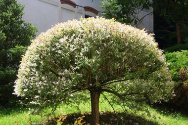 Hakuro Nishiki (Salix Integra) bahçedeki söğüt ağacını karaladı