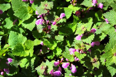 Lamium maculatum, ya da şelalede benekli ölü ısırgan otu çiçekleri.