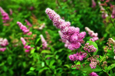 Rose spirea, or Spiraea douglasii flowers in a garde clipart