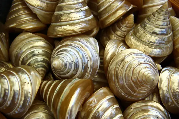 stock image Conical shells of sea mollusks and land snail