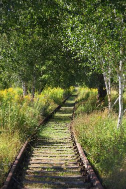 Terk edilmiş tren yolu ormandaki çimlerle kaplanmış.