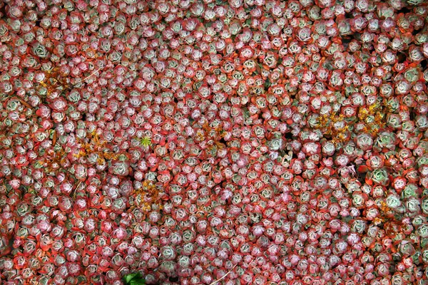 stock image Broadleaf stonecrop, a specie of Stonecrops in a garden